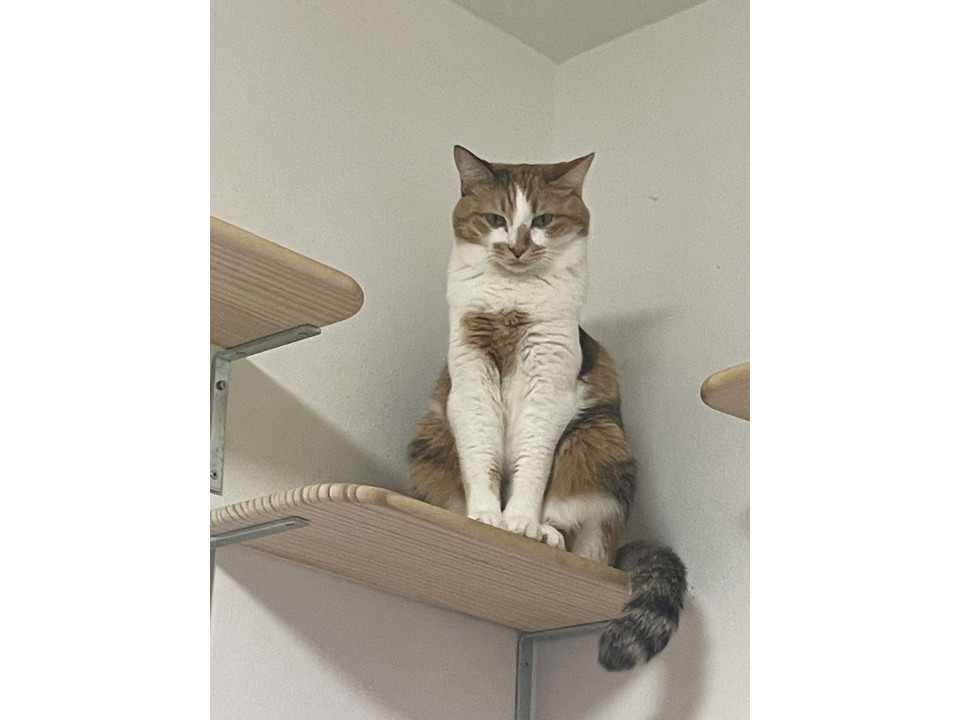 美猫の三毛猫♀です♪