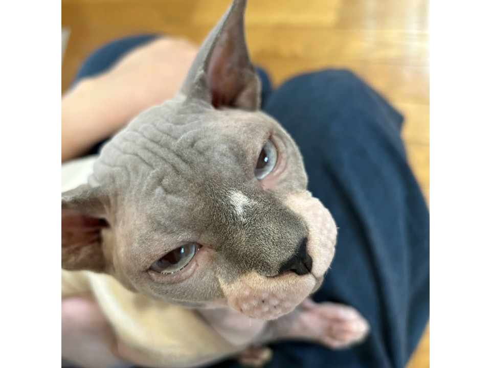 とってもヤンチャな男子　スフィンクス