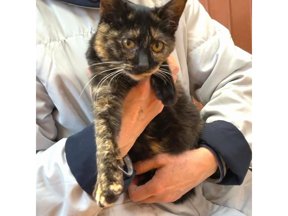 人慣れしている黒さびちゃん