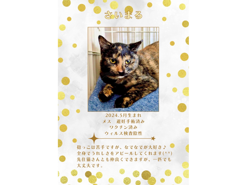 たくさん撫でてほしい❣️