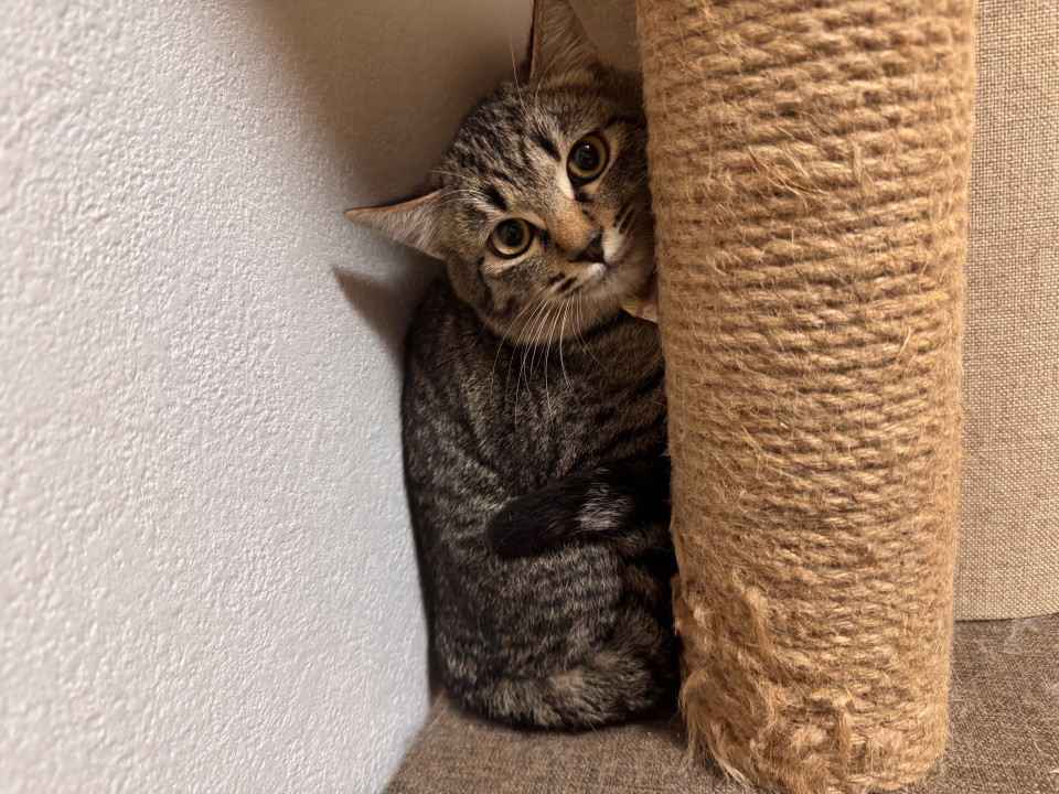 猫はすき！でも人はこれから…