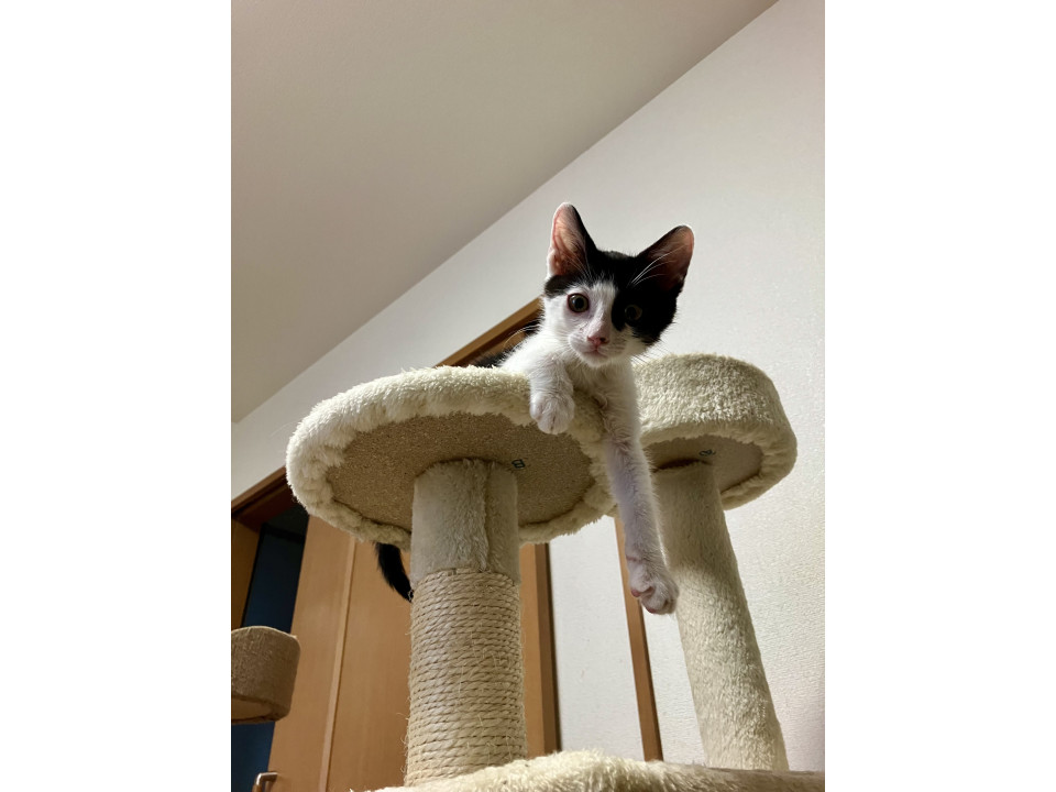 可愛らしい　ミカンくん