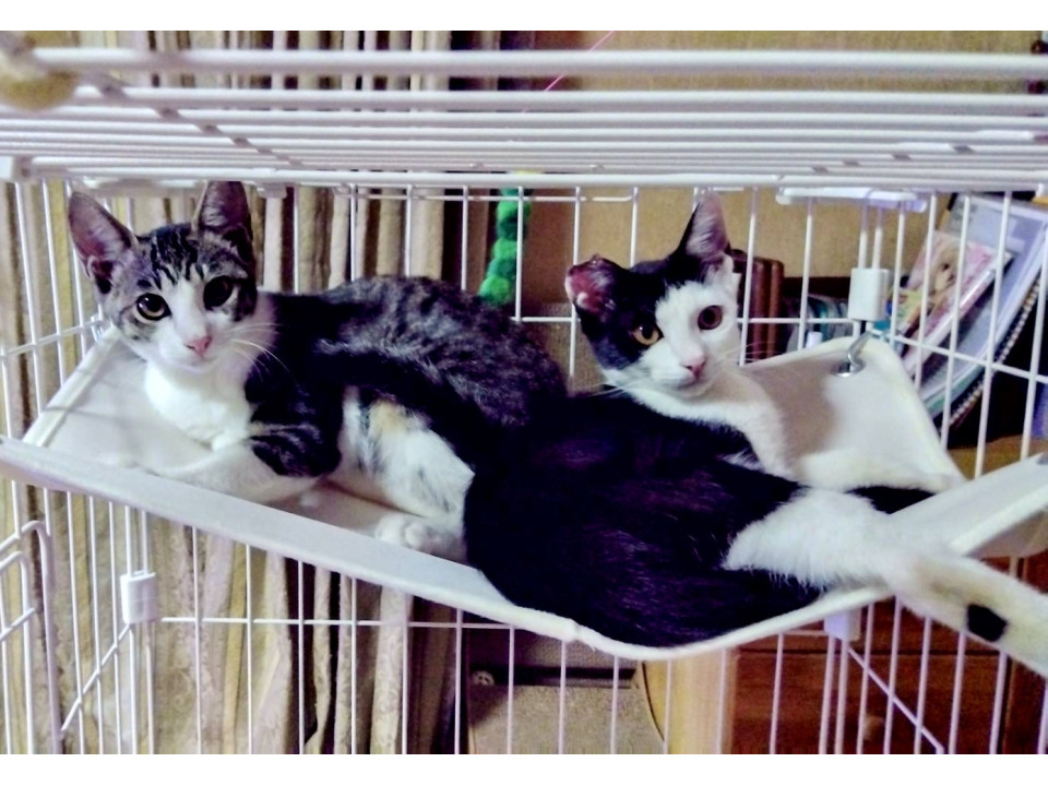 おっとり系仲良し姉妹