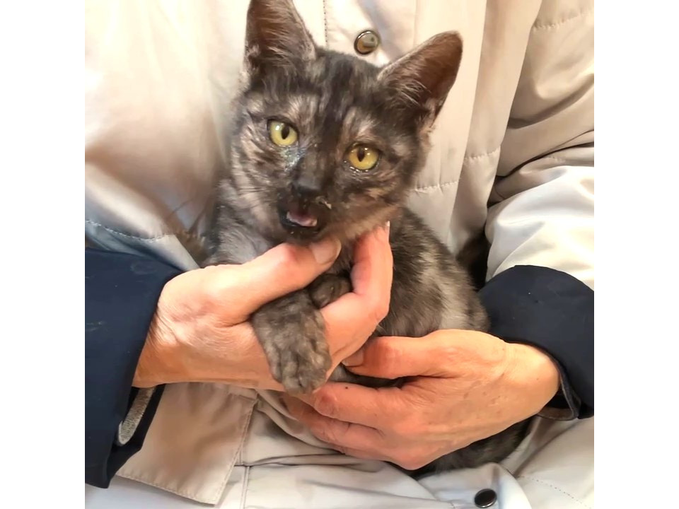 愛嬌たっぷりグレーさびくん