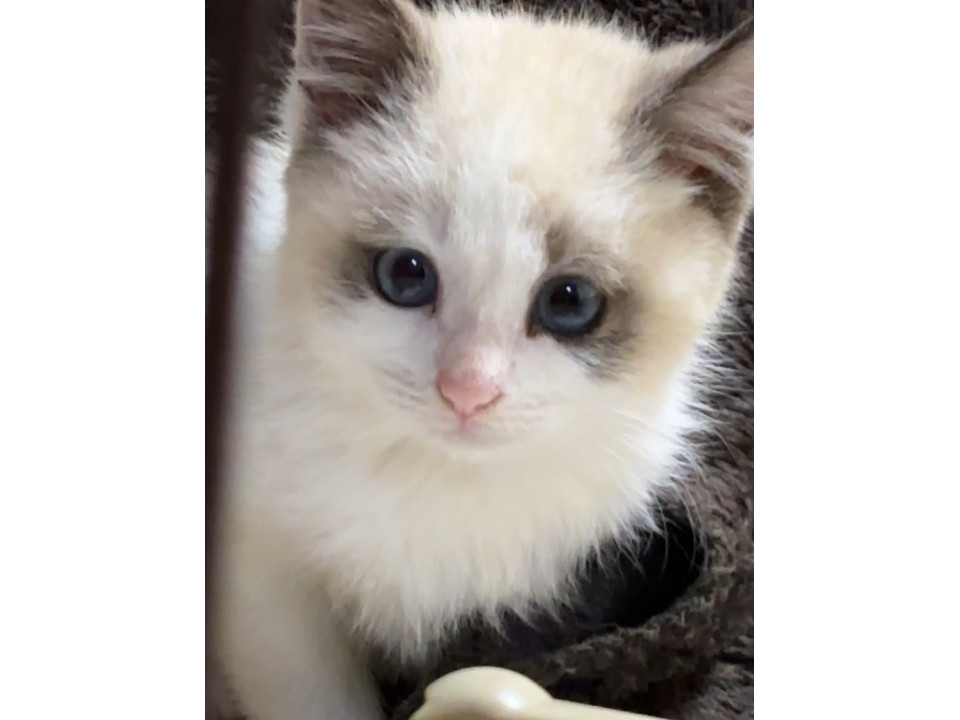 ラグドール激似の甘えたちゃん