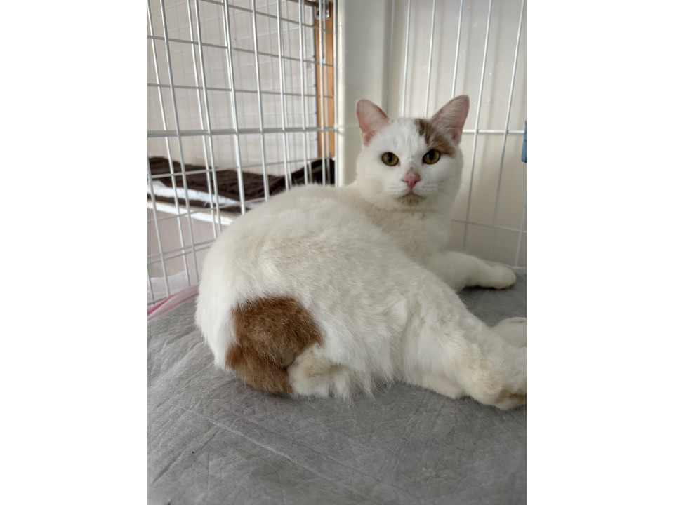 大怪我で収容。治療にて完治。家族になりた