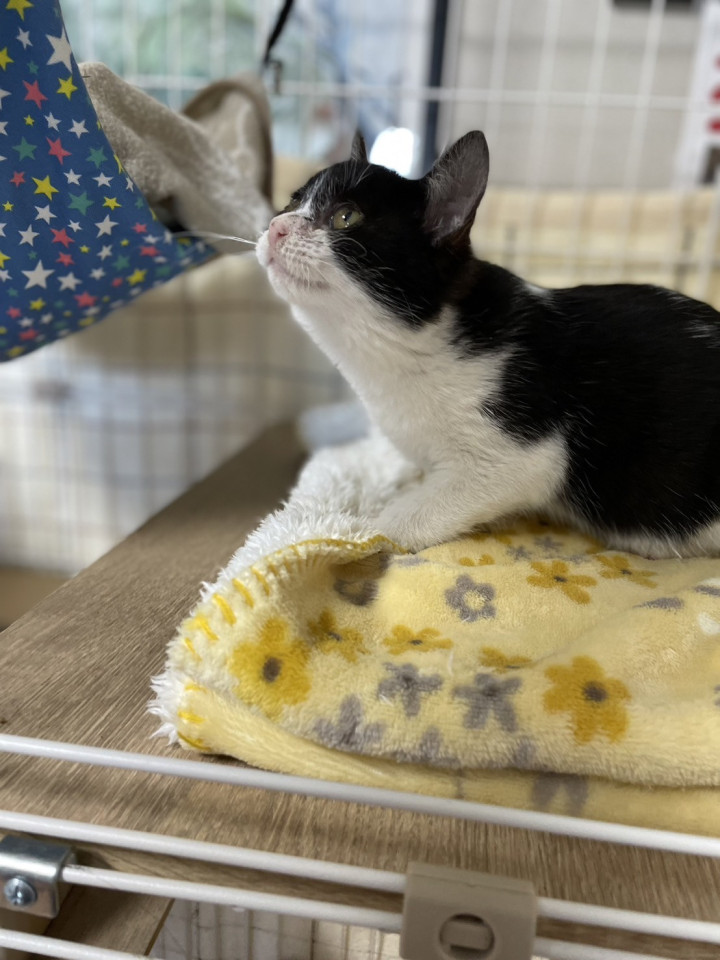 ハチワレ２～３ヶ月