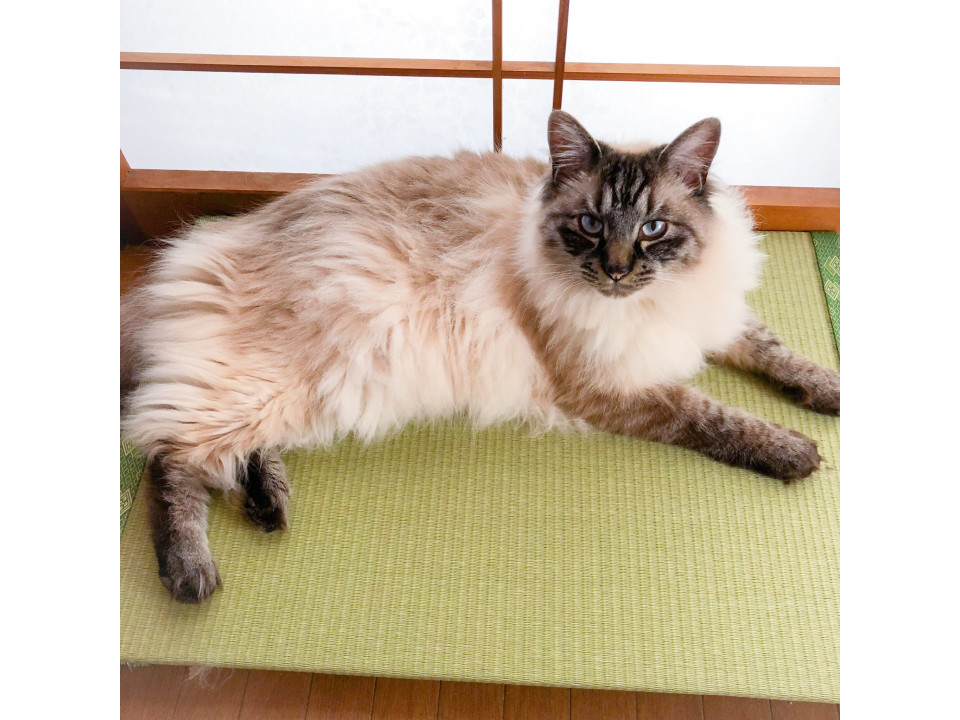 イケメンなシャムMIX