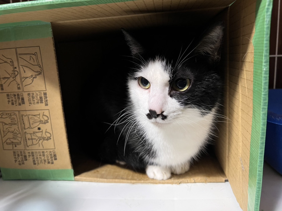 ちょびヒゲ模様がかわいい・音也くん