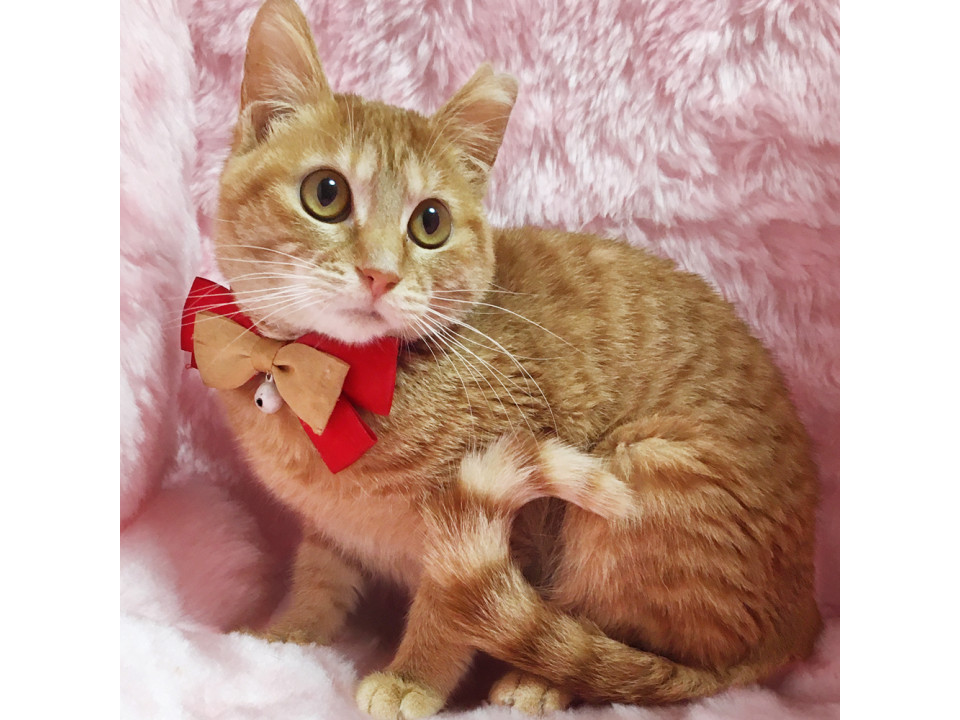 ちっちゃな茶トラの女の子『ゆず』5カ月