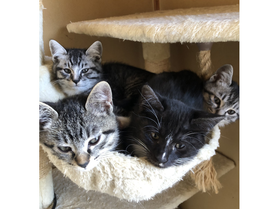 甘えん坊の４兄弟姉妹