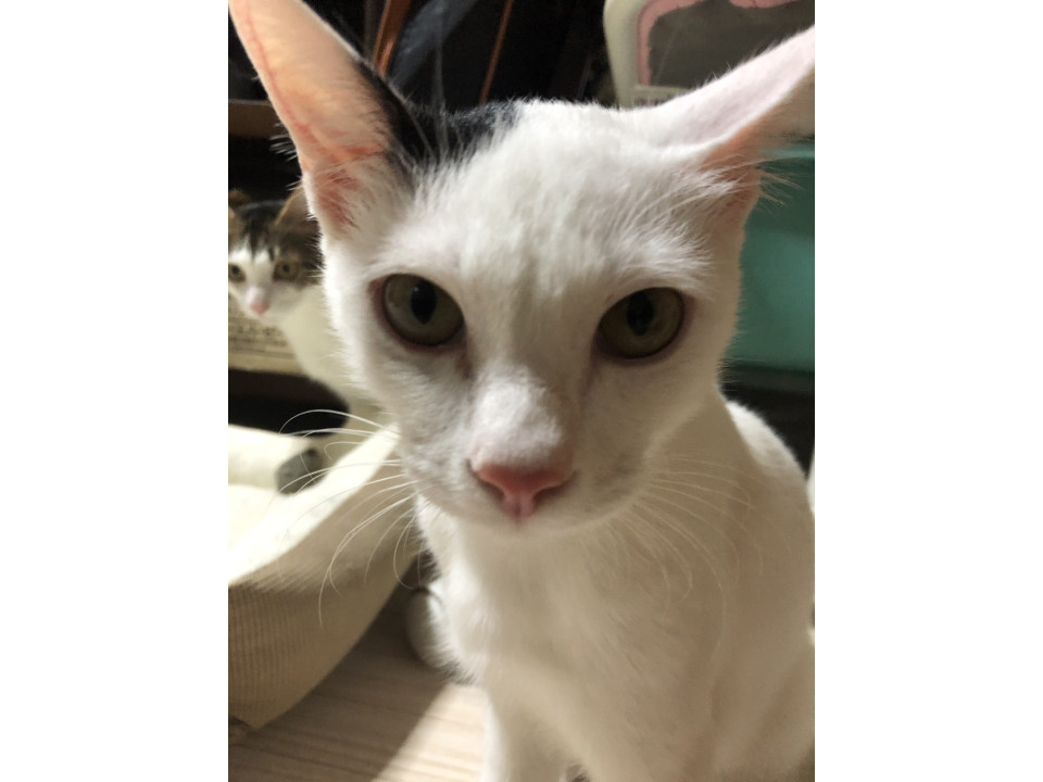 甘えん坊でとっても人懐っこい　ちっちくん