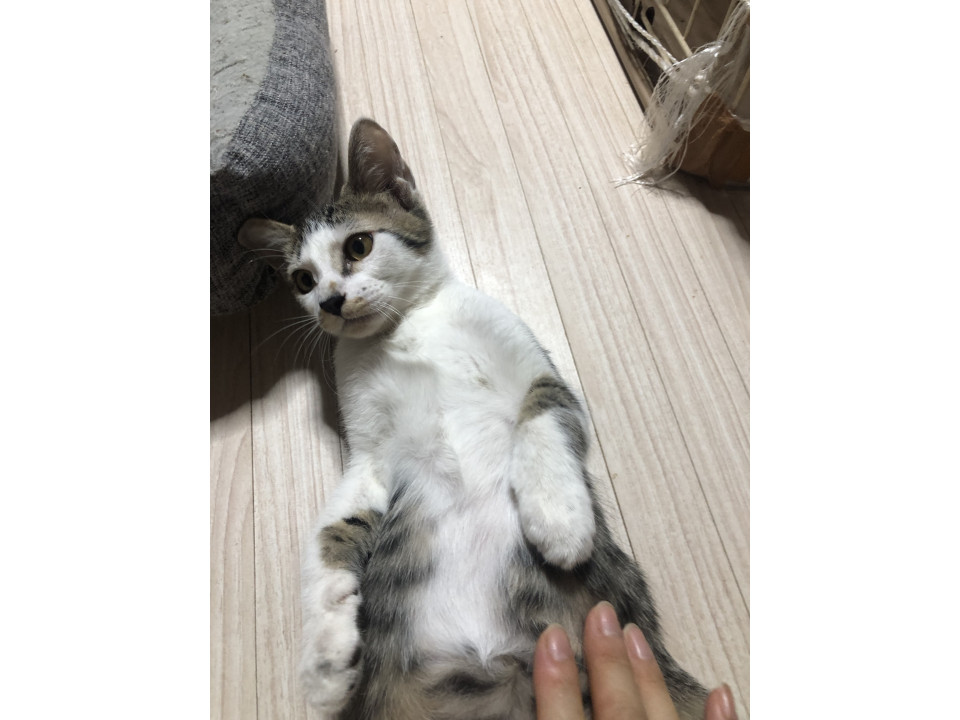 人懐っこい青ちゃん