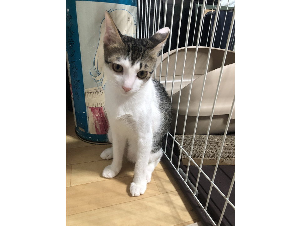 サバ白のるんくん