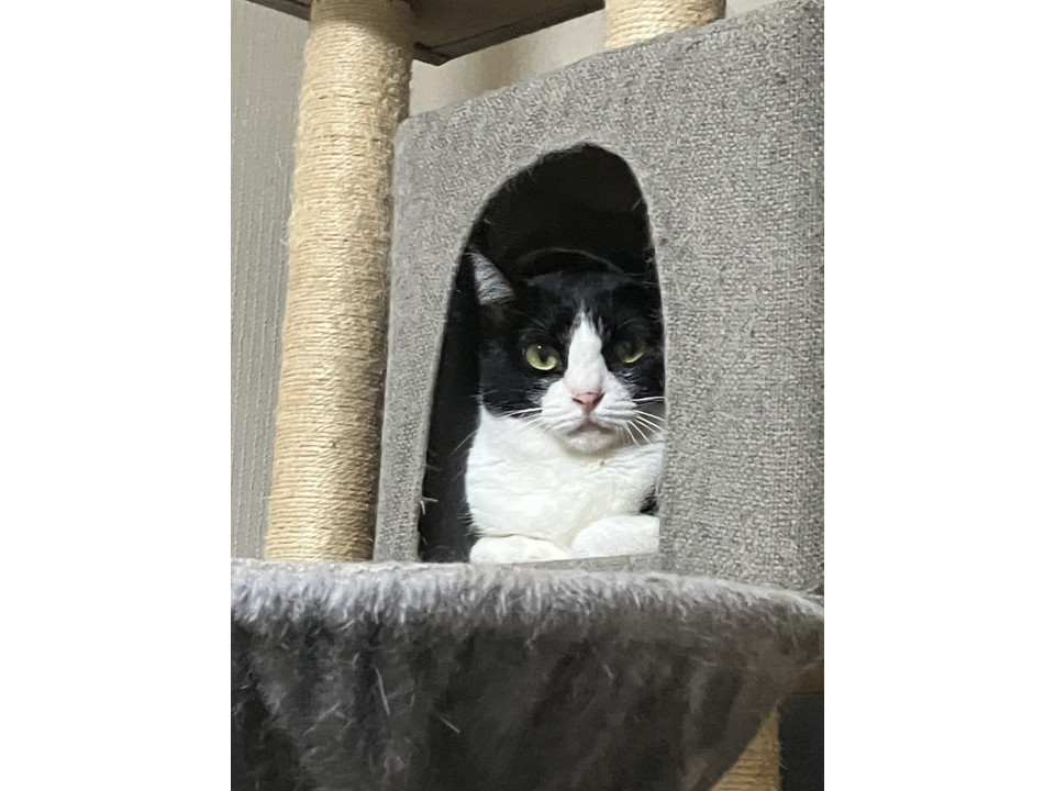 引っ込み思案のハチワレ