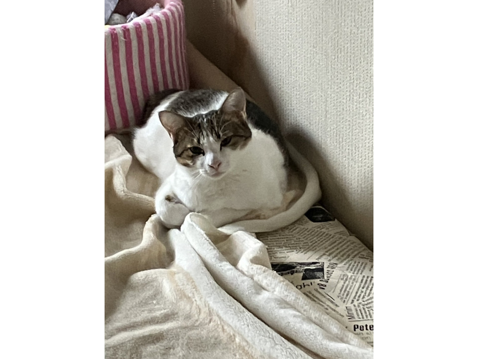 とっても甘えたいけど甘えれないサバ白ちゃ