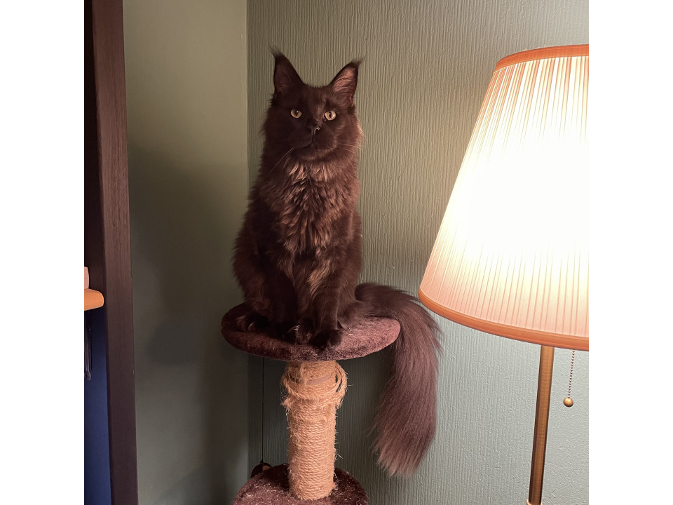 とっても優しいメインクーン