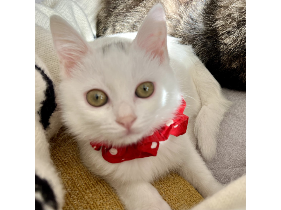 かんわいいエメちゃん