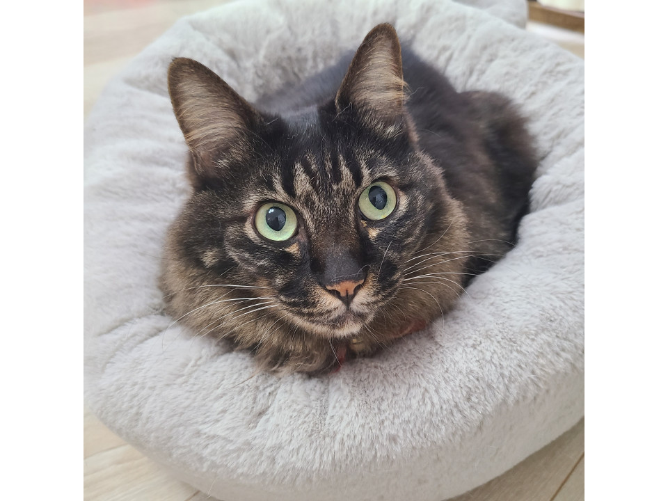 もふもふ長毛の おしゃべり好きな男の子