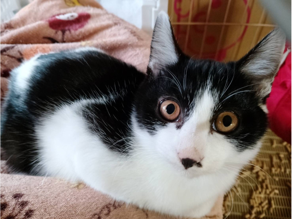 鼻ポチ付きの白黒女の子