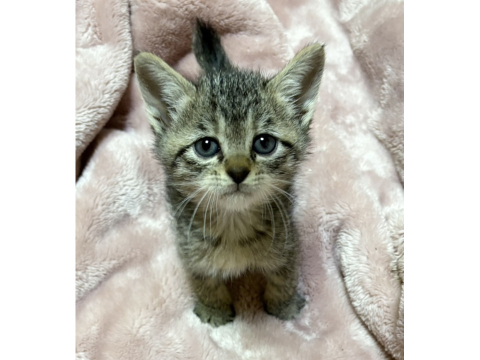 タレ目系甘えん坊姫！ベビーちゃん約3週間