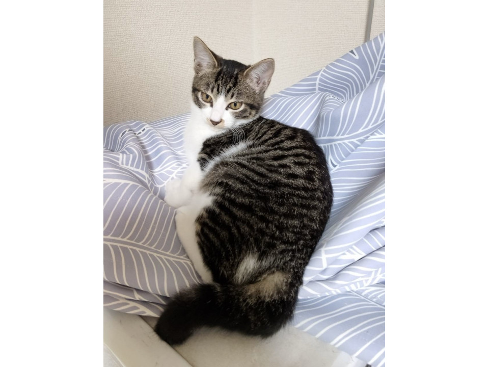 鼻ポチ付きのキジシロ女の子