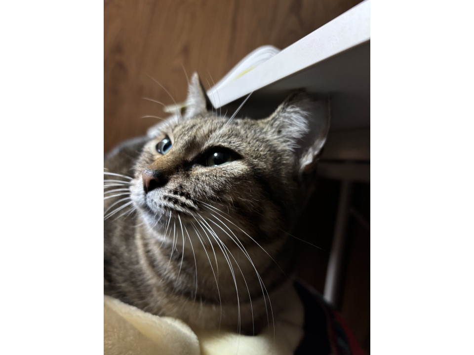 猫嫌いな猫(最近マシになりました)