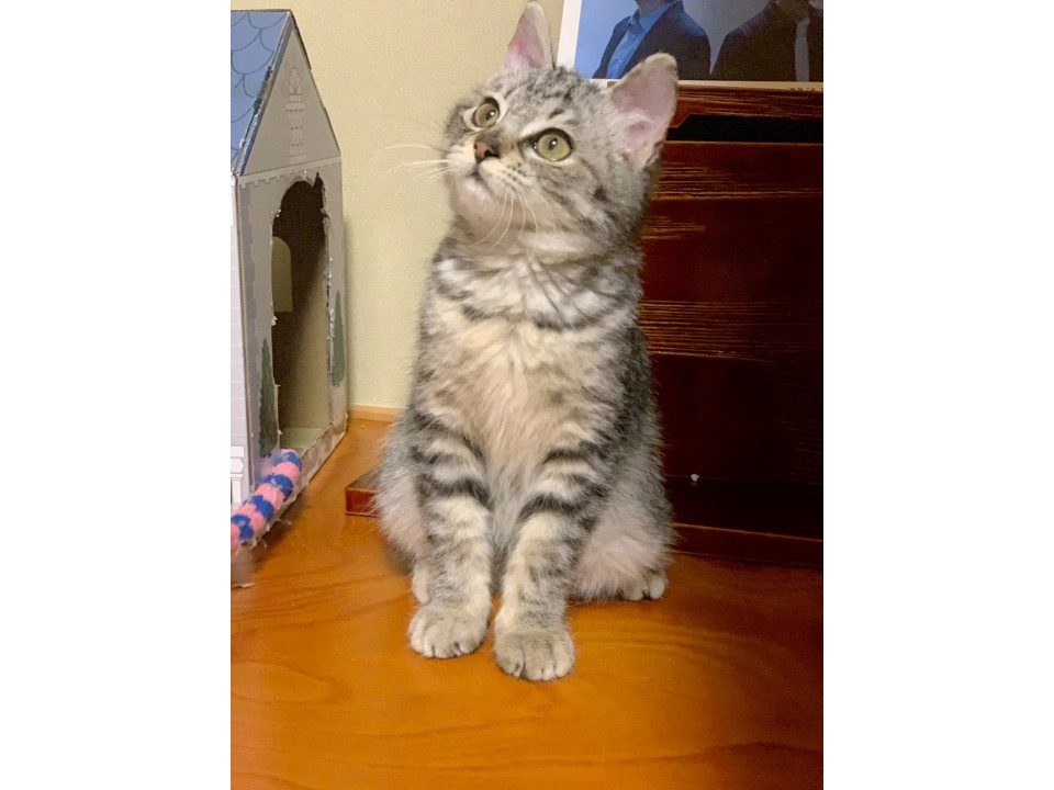 3匹兄妹コロコロ丸々プリン君♡