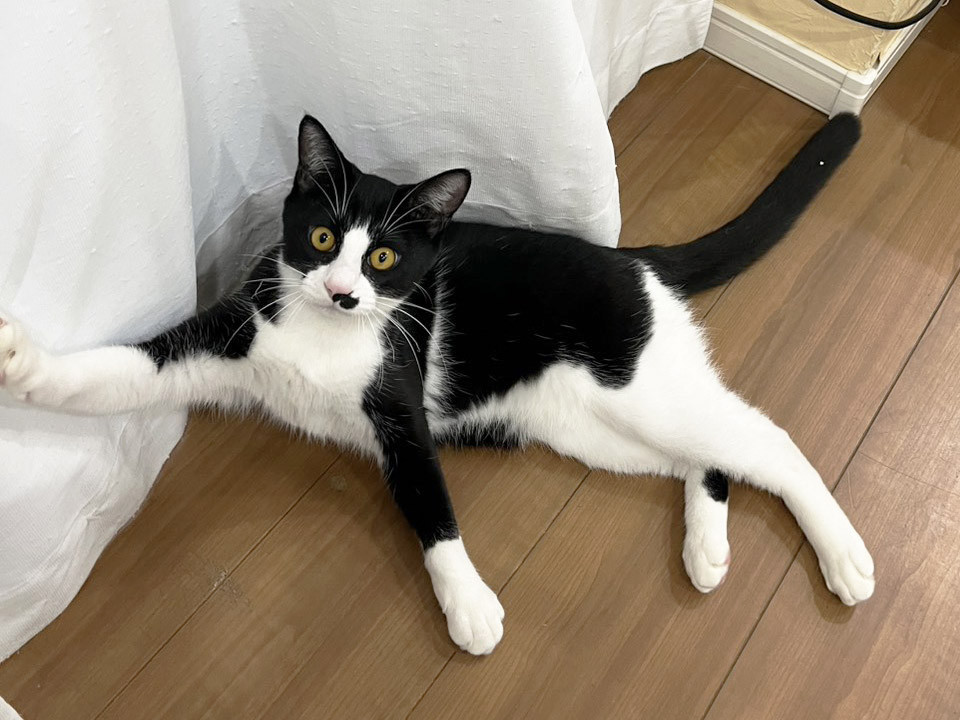 仁,7ヵ月半仲良し白黒兄妹猫