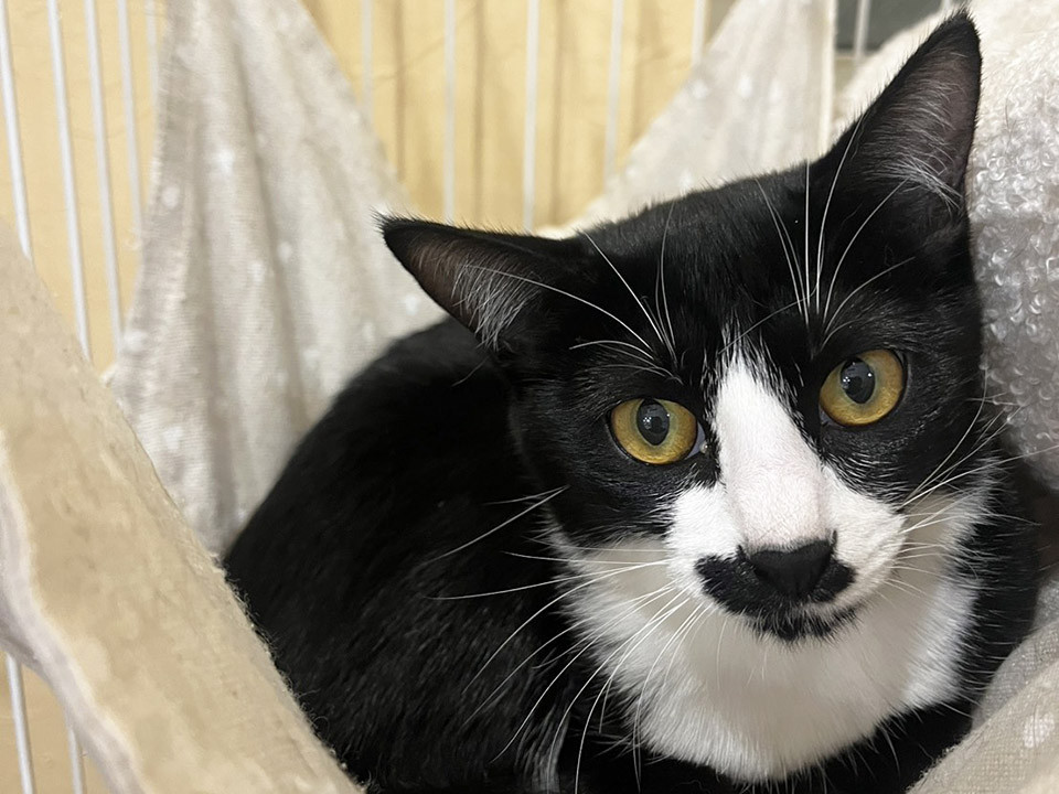 梅,7ヵ月半仲良し白黒兄妹猫