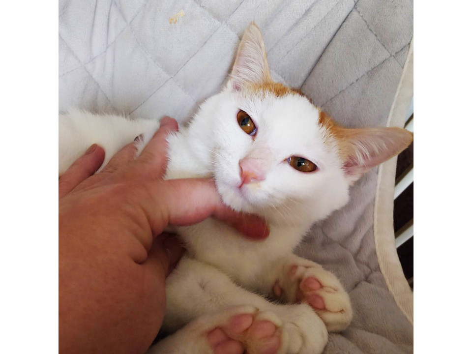 ふじ,5ヵ月半♀個性的な三兄妹猫