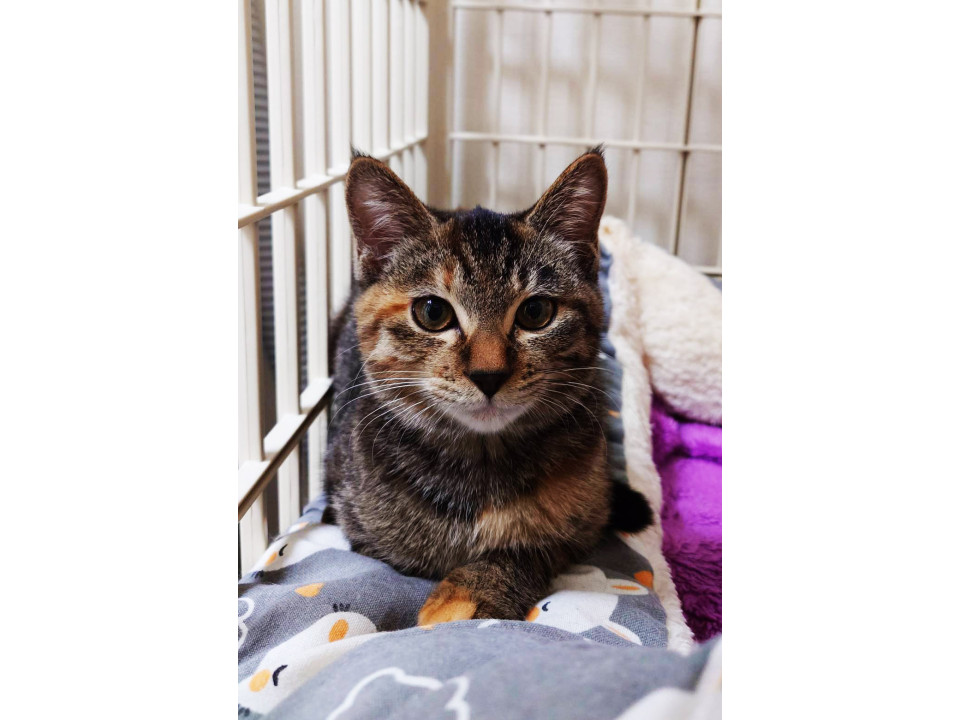 なえ,5ヵ月半♀個性的な三兄妹猫