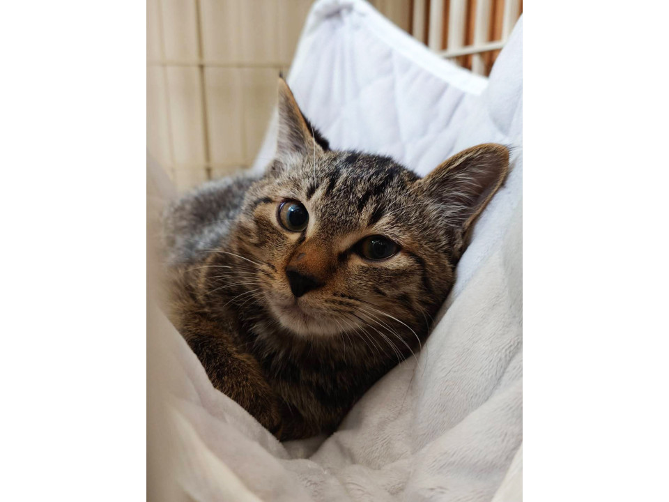 すい,5ヵ月半♂個性的な三兄妹猫