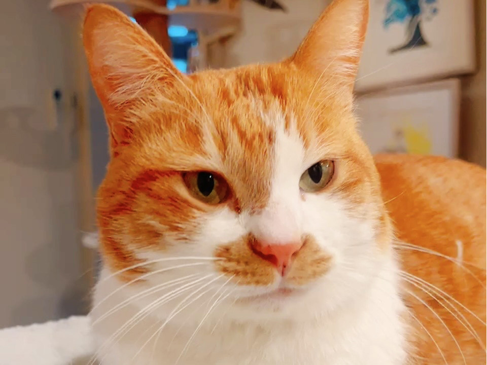 ロロ,約3歳♂福岡からやってきた猫※初