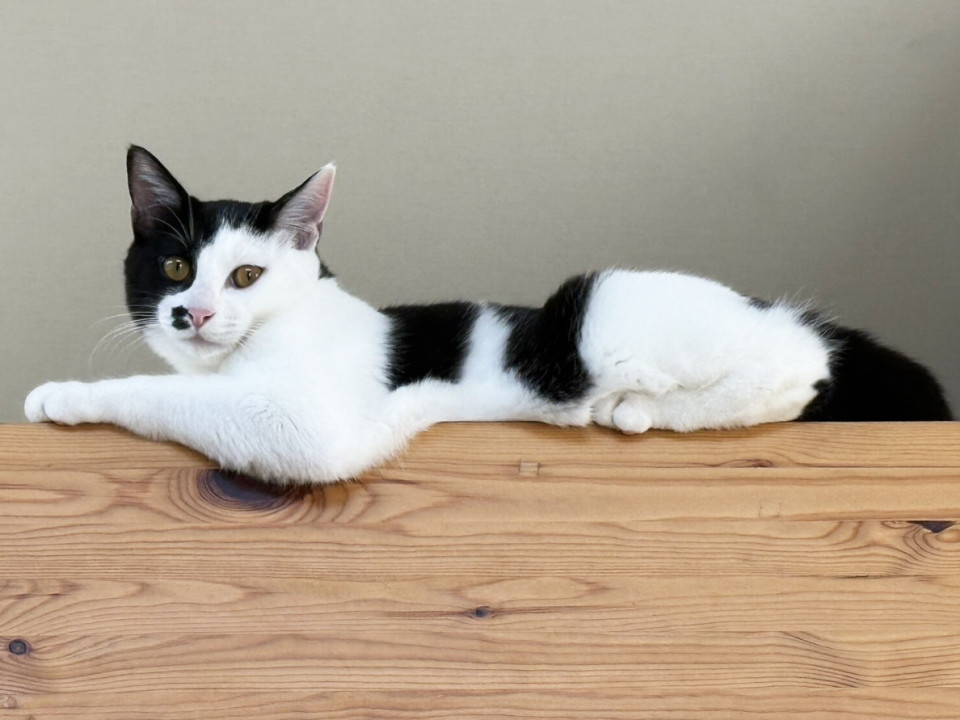 イサキ,6ヵ月♂一人遊びが好き