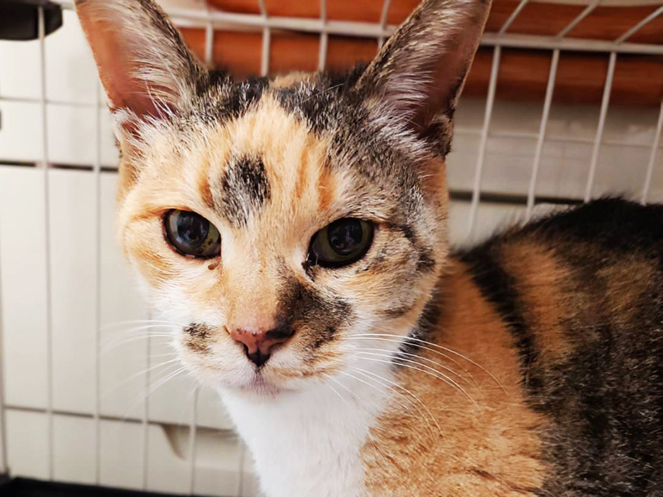 ミリ,約3〜5歳♀お腹を空かせていた※初