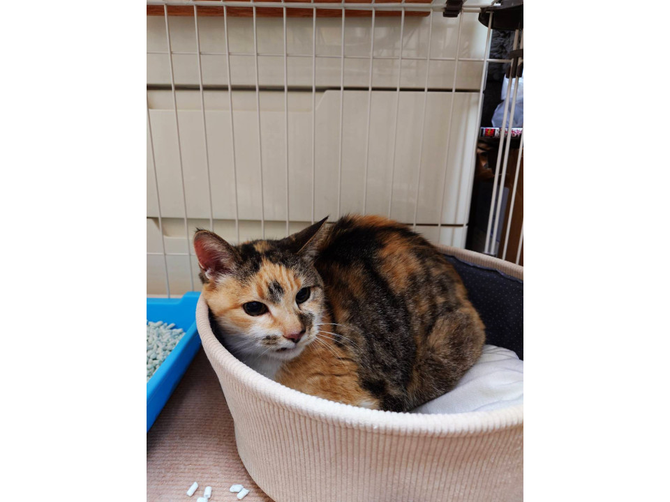 猫]東京都府中市の里親募集 ミリ,約3〜5歳♀お腹を空かせていた※初