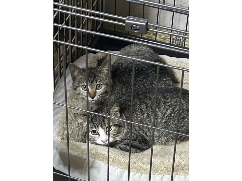 キジトラ、キジ白兄妹で募集中