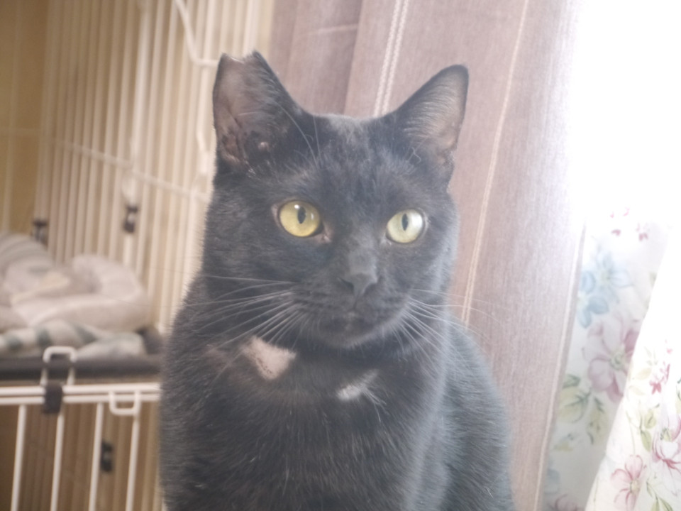 丸顔に大きな目、穏やかな黒猫