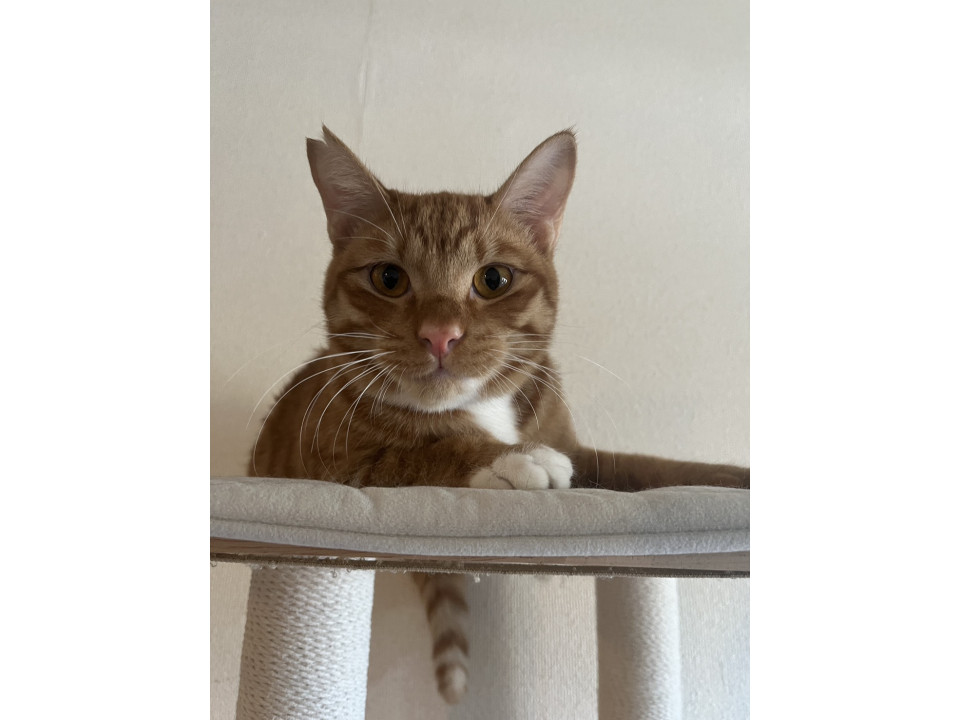 いけにゃん茶白の男の子