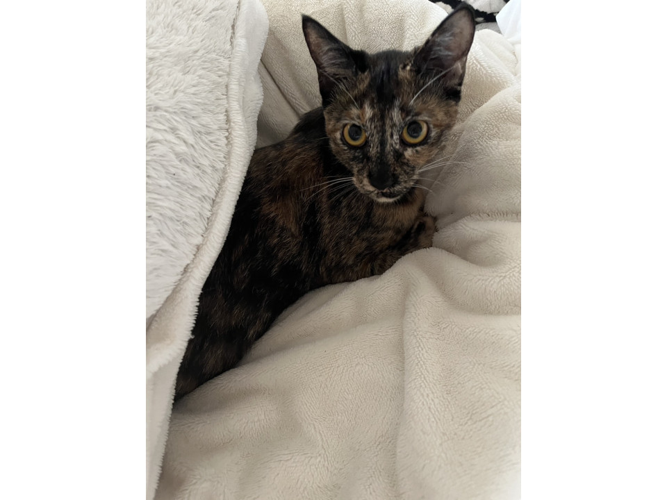 愛らしいサビの女の子　もみじ