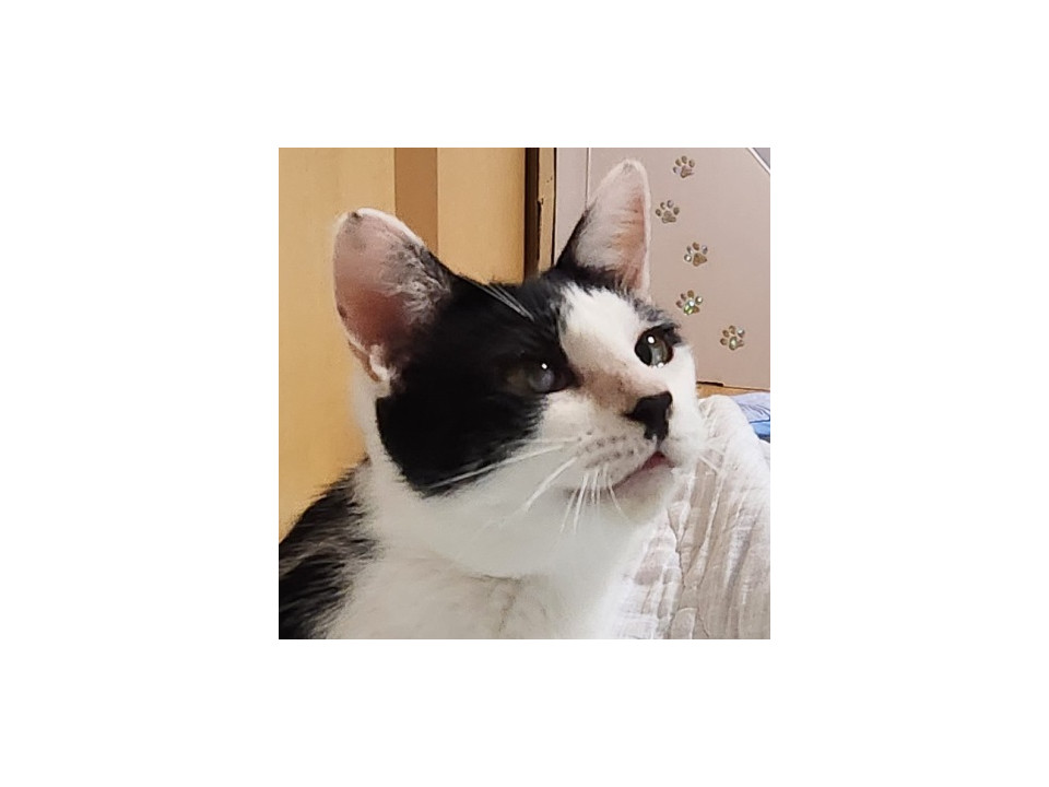 人に甘えたい「かえで」