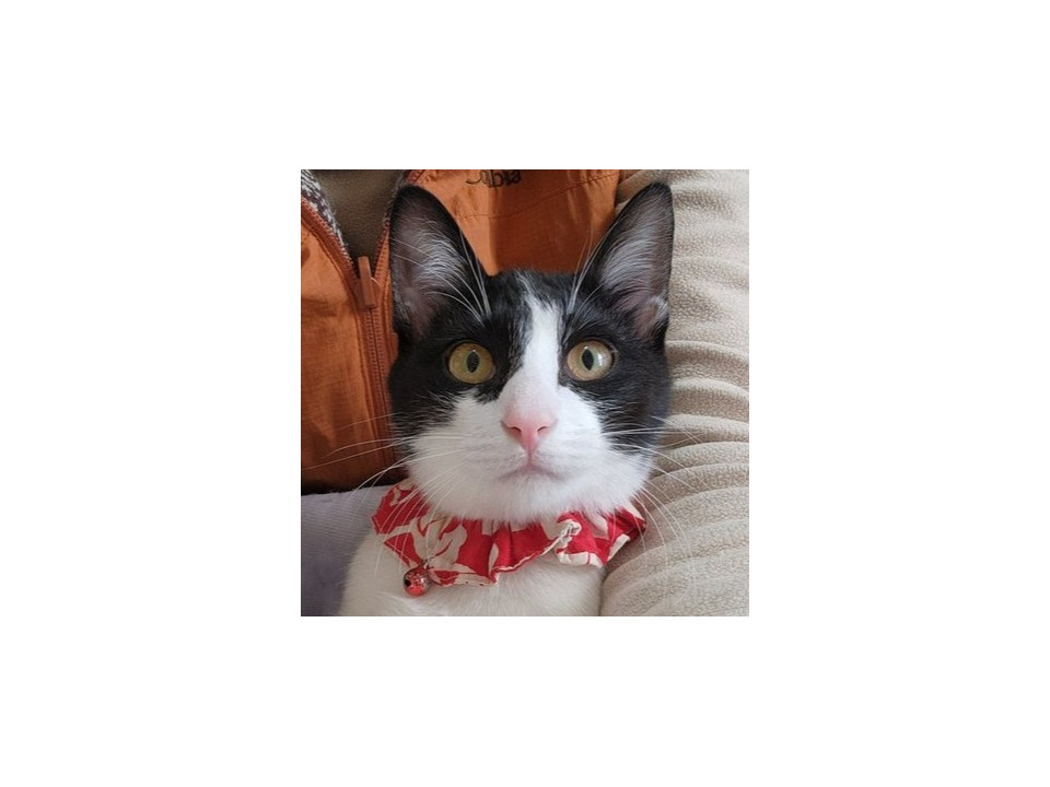 かくれんぼが好きな「のん」