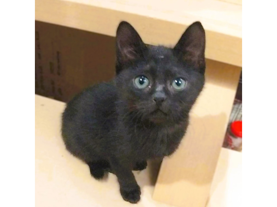 ◆12/27◆ヒトも猫も大好き！❤