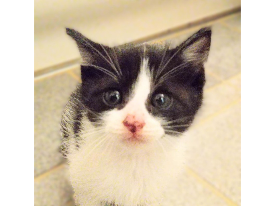 ◆12/27◆ヒトも猫も大好き！❤