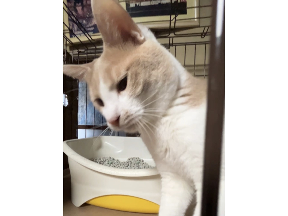 里親急募！2歳オス