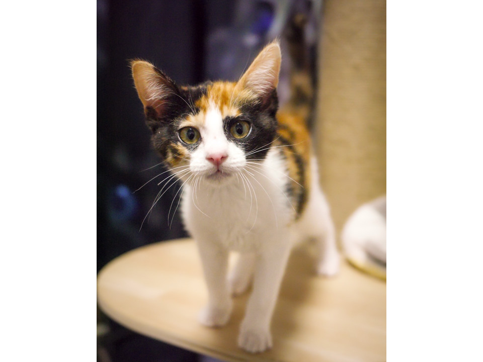 ゴロゴロ言っちゃう甘えん坊ひなたちゃん