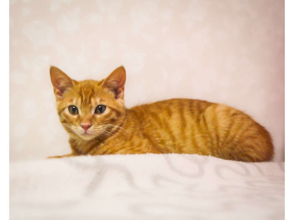 元気で人が大好きな茶トラ男の子ゆうひ君