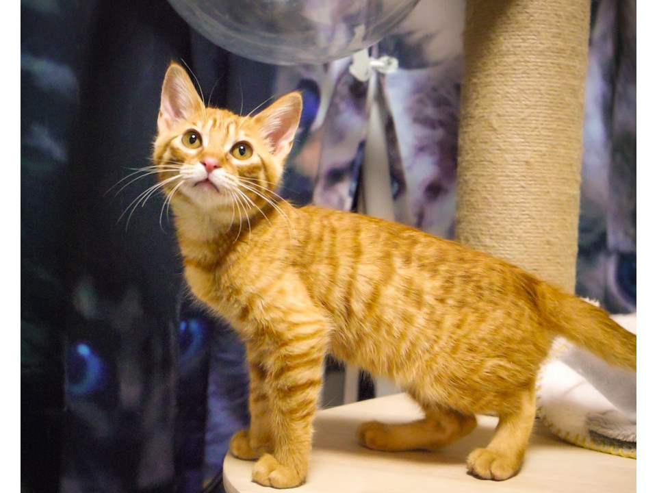 運動神経バツグン自立心旺盛あさひ君