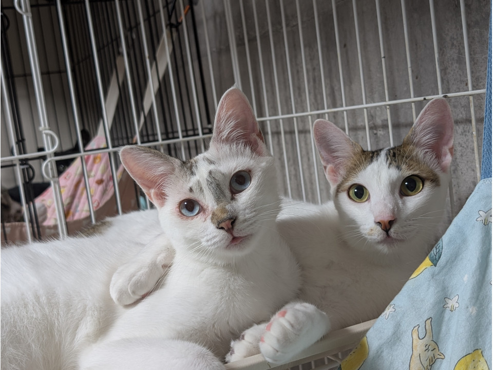 人馴れした甘えん坊の兄弟です♡